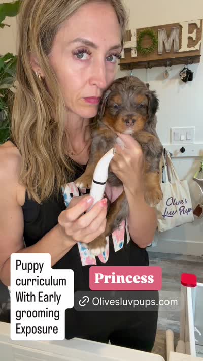 Princess, a female Cavapoo and Bernedoodle for sale in Gilbert, AZ – 6 of 7