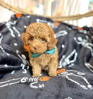 AJ , a male Cavapoo for sale in Gilbert, AZ – 2 of 9