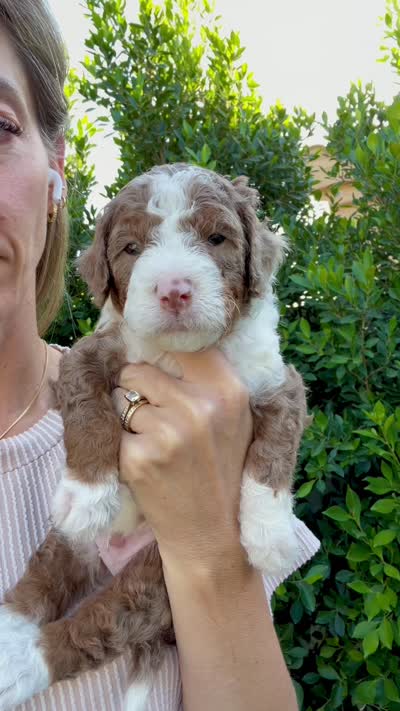 Prince, a male Cavapoo for sale in Gilbert, AZ – 4 of 4