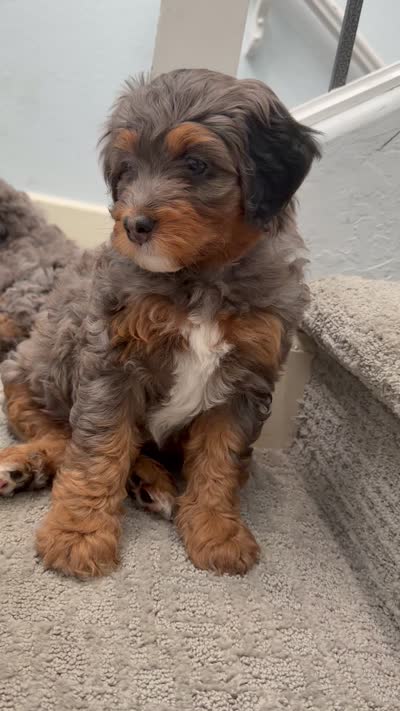 Princess, a female Cavapoo and Bernedoodle for sale in Gilbert, AZ – 9 of 10