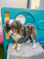 Queen , a female Cavapoo and Miniature Bernedoodle for sale in Gilbert, AZ – 8 of 10