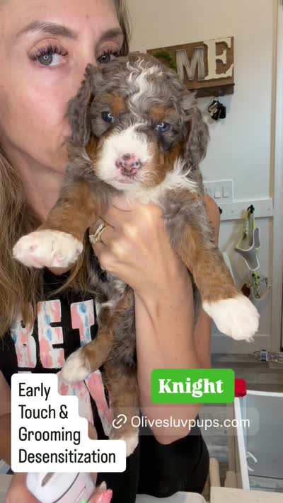 Knight, a male Cavapoo and Bernedoodle for sale in Gilbert, AZ – 7 of 8