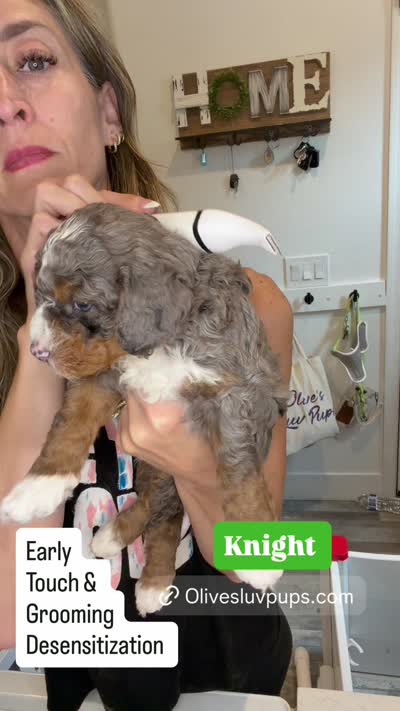 Knight, a male Cavapoo and Bernedoodle for sale in Gilbert, AZ – 8 of 8