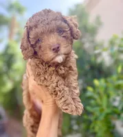 Brian, a male Cavapoo for sale in Gilbert, AZ – 2 of 10