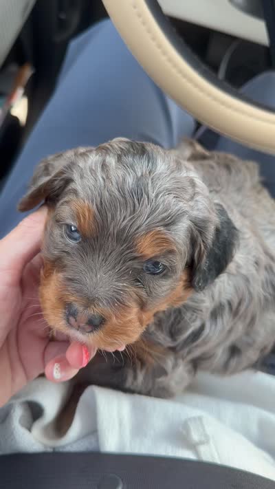 Princess, a female Cavapoo and Bernedoodle for sale in Gilbert, AZ – 7 of 7