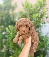 AJ , a male Cavapoo for sale in Gilbert, AZ – 6 of 9