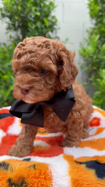 Brian, a male Cavapoo for sale in Gilbert, AZ – 9 of 10