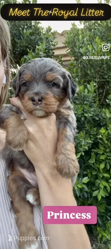 Princess – Cavapoo, Bernedoodle puppy for sale in Gilbert, AZ