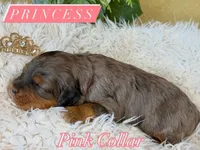 Princess, a female Cavapoo and Bernedoodle for sale in Gilbert, AZ – 5 of 7