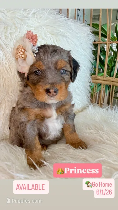 Princess – Cavapoo, Bernedoodle puppy for sale in Gilbert, AZ