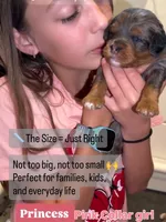Princess, a female Cavapoo and Bernedoodle for sale in Gilbert, AZ – 3 of 7