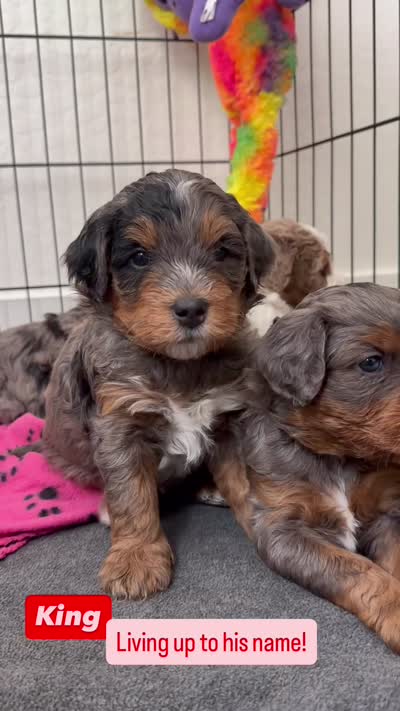 King, a male Cavapoo and Bernedoodle for sale in Gilbert, AZ – 3 of 10