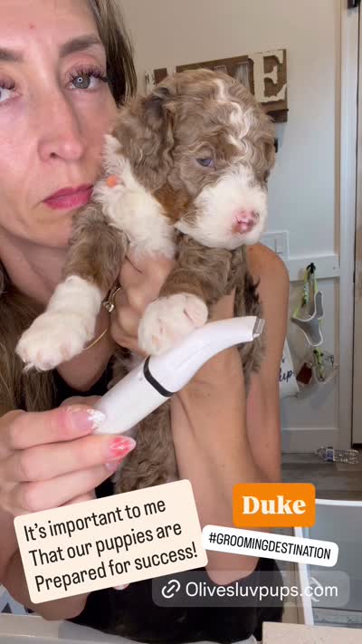 Duke, a male Cavapoo and Miniature Bernedoodle for sale in Gilbert, AZ – 6 of 7