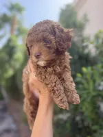 Brian, a male Cavapoo for sale in Gilbert, AZ – 3 of 10
