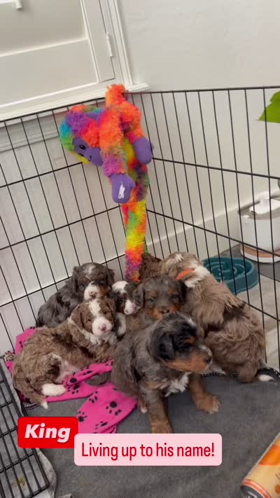 King, a male Cavapoo and Bernedoodle for sale in Gilbert, AZ – 10 of 10