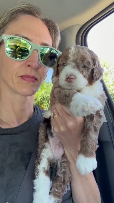 Duke, a male Cavapoo and Miniature Bernedoodle for sale in Gilbert, AZ – 2 of 7