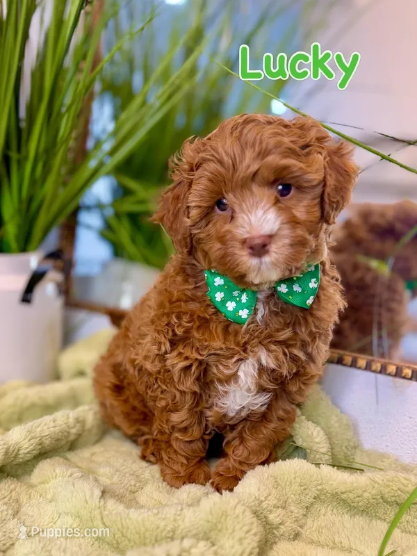 Lucky – Cavapoo, Bernedoodle puppy for sale in Gilbert, AZ