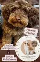 Lucky, a male Cavapoo and Bernedoodle for sale in Gilbert, AZ – Photo 7 of 7