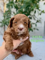 Lucky, a male Cavapoo and Bernedoodle for sale in Gilbert, AZ – Photo 2 of 7