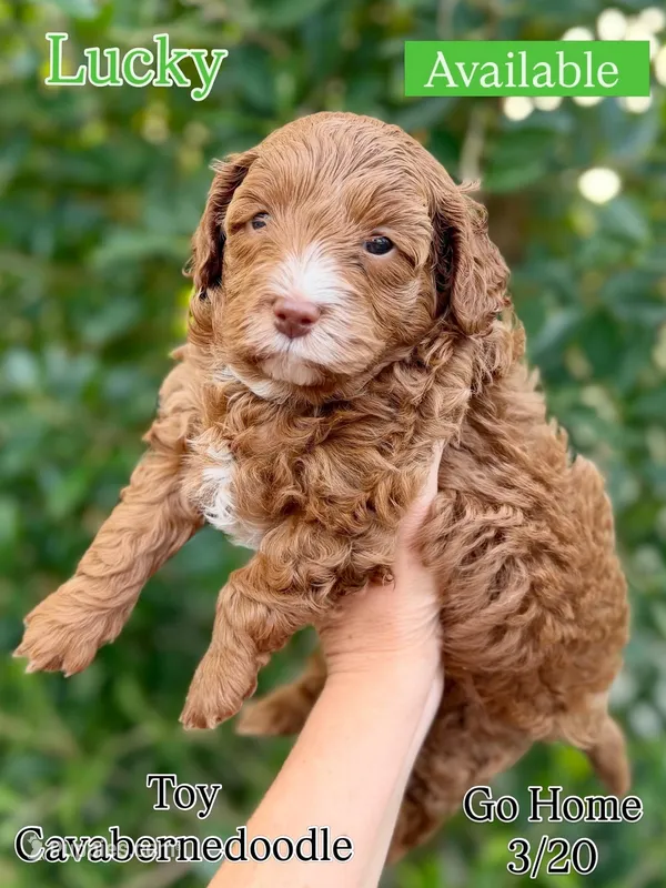 Lucky, a male Cavapoo and Bernedoodle for sale in Gilbert, AZ – Photo 1 of 7