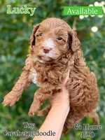 Lucky, a male Cavapoo and Bernedoodle for sale in Gilbert, AZ – Photo 1 of 7