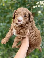 Lucky, a male Cavapoo and Bernedoodle for sale in Gilbert, AZ – Photo 3 of 7
