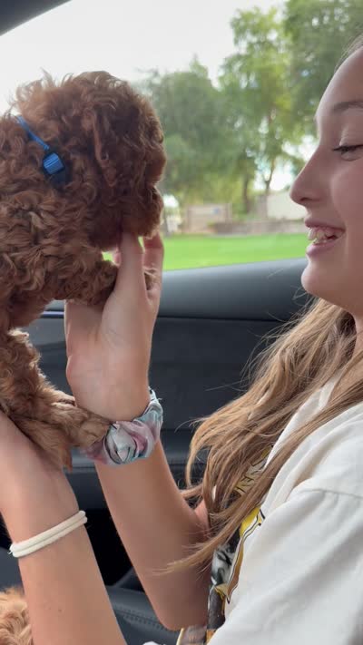 Brian, a male Cavapoo for sale in Gilbert, AZ – 10 of 10