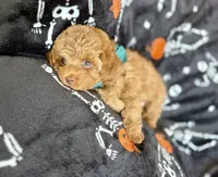 AJ , a male Cavapoo for sale in Gilbert, AZ – 8 of 9