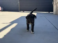 Ying, a female Siberian Husky and Cane Corso for sale in Glendale, AZ – Photo 5 of 10