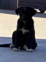 Ying, a female Siberian Husky and Cane Corso for sale in Glendale, AZ – Photo 2 of 10