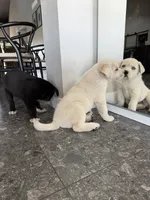 processed/72d534f9-7bef-4234-b0b6-fbca22a6a6d9/listing/41a58528-5a56-41dc-9d7a-ce3bedfa3e73/0bad63e6-33f3-4c1a-a4a7-32a191f70201