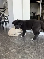 processed/72d534f9-7bef-4234-b0b6-fbca22a6a6d9/listing/41a58528-5a56-41dc-9d7a-ce3bedfa3e73/72043aa1-5202-44c8-a084-f8524bec5c50