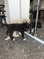 processed/72d534f9-7bef-4234-b0b6-fbca22a6a6d9/listing/41a58528-5a56-41dc-9d7a-ce3bedfa3e73/7aabc82f-724e-4bbe-9ac1-f19dae331720