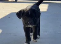 Ying, a female Siberian Husky and Cane Corso for sale in Glendale, AZ – Photo 1 of 10