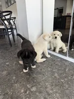 processed/72d534f9-7bef-4234-b0b6-fbca22a6a6d9/listing/41a58528-5a56-41dc-9d7a-ce3bedfa3e73/a53ea768-9974-4266-ba76-91fb68598573