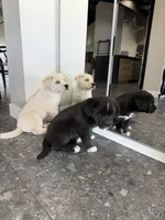 processed/72d534f9-7bef-4234-b0b6-fbca22a6a6d9/listing/41a58528-5a56-41dc-9d7a-ce3bedfa3e73/a548b86d-f058-4739-ab51-6b8368880311