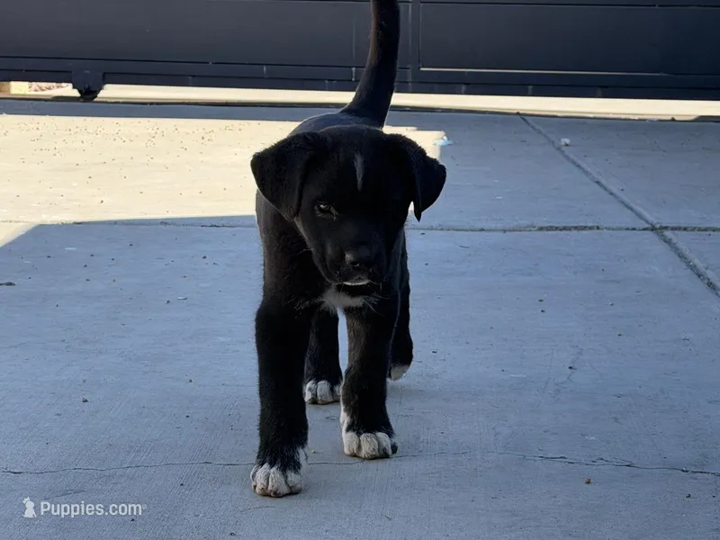 Ying – Siberian Husky, Cane Corso puppy for sale in Glendale, AZ
