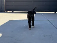 Ying, a female Siberian Husky and Cane Corso for sale in Glendale, AZ – Photo 6 of 10
