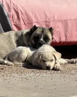 Yang, a male Siberian Husky and Cane Corso for sale in Glendale, AZ – Photo 4 of 8