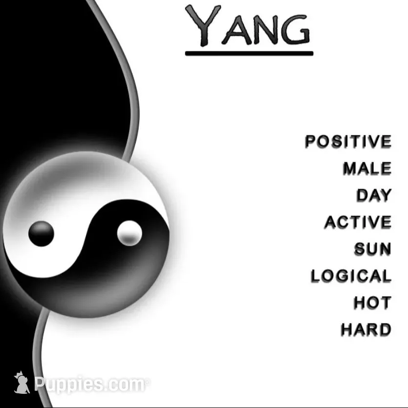 Yang, a male Siberian Husky and Cane Corso for sale in Glendale, AZ – Photo 5 of 8