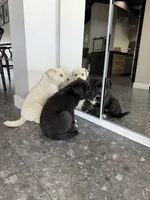 Yang, a male Siberian Husky and Cane Corso for sale in Glendale, AZ – Photo 8 of 8