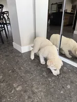 Yang, a male Siberian Husky and Cane Corso for sale in Glendale, AZ – Photo 2 of 8