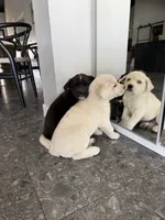 Yang, a male Siberian Husky and Cane Corso for sale in Glendale, AZ – Photo 6 of 8