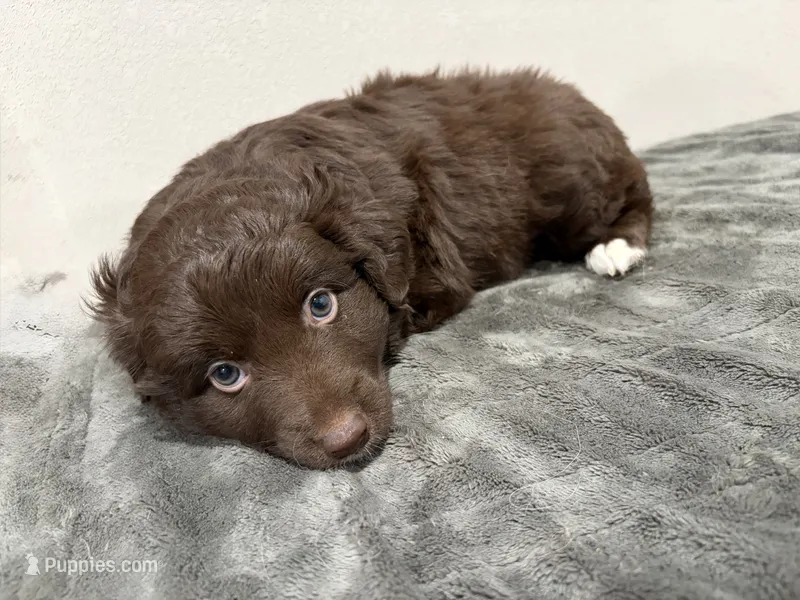 Brown – Miniature Australian Shepherd puppy for sale in Wink, TX