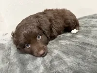 Brown, a male Miniature Australian Shepherd for sale in Wink, TX – 1 of 2