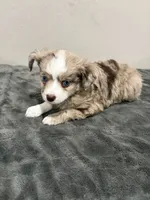 Little girl, a female Miniature Australian Shepherd for sale in Wink, TX – 2 of 2