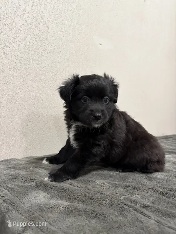 Onyx  – Miniature Australian Shepherd puppy for sale in Wink, TX