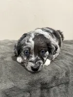 Opie , a female Miniature Australian Shepherd for sale in Wink, TX – 2 of 2