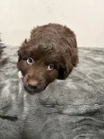 Brown, a male Miniature Australian Shepherd for sale in Wink, TX – 2 of 2