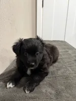 Onyx , a female Miniature Australian Shepherd for sale in Wink, TX – 2 of 2